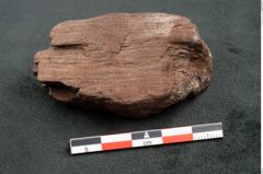 Foto (Seitenansicht) von Plantae indet.  (NHMW-GEO-2024-0188-10474)